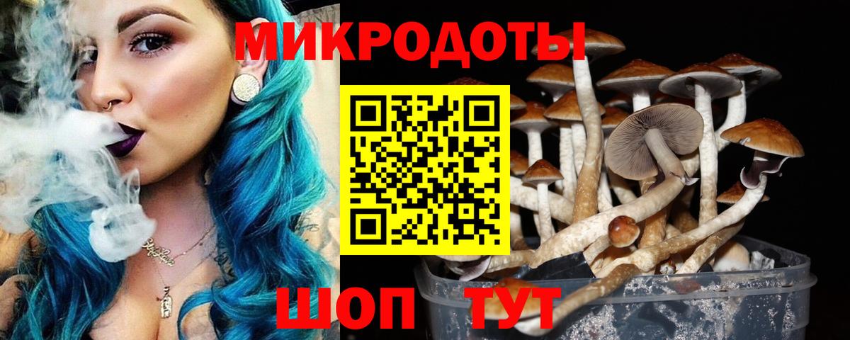 Тулун  Галлюциногенные грибы Psilocybe  Вход с VPN 